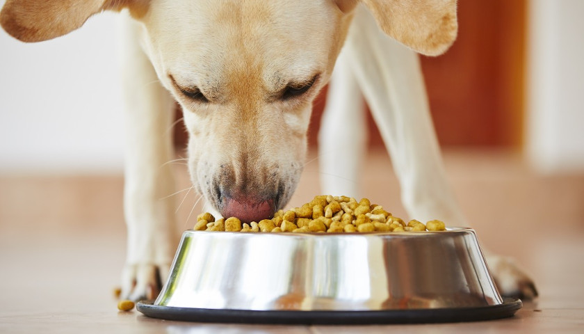 FDA Alert: Pet Food Recalled After 28 Dogs Reportedly Die ...