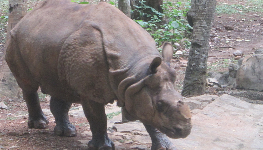 Hornless Rhino