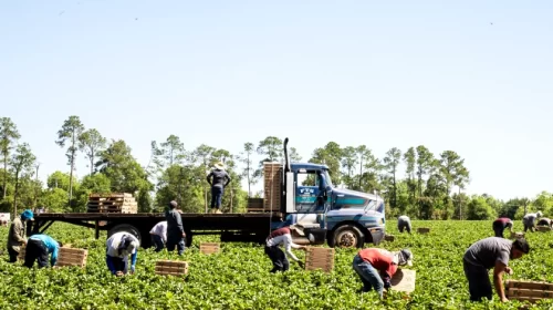 Farm Workers