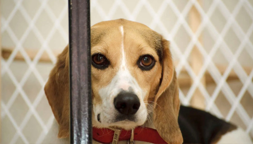 Beagle dog