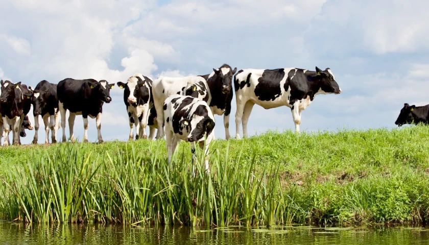 cows
