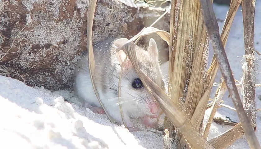 Alabama Beach Mouse
