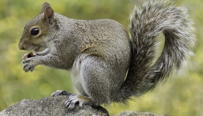 squirrel
