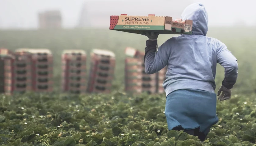farm worker