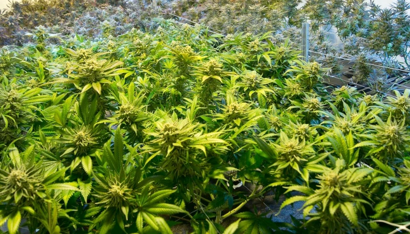 marijuana
