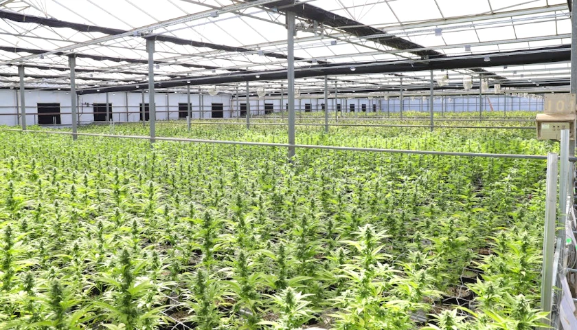 weed farm