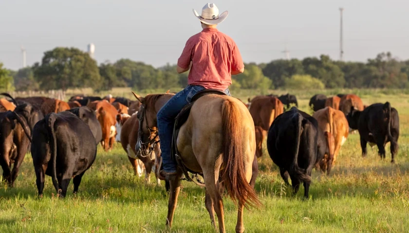 Cowboy