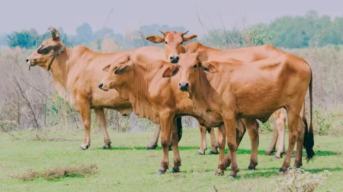cattle