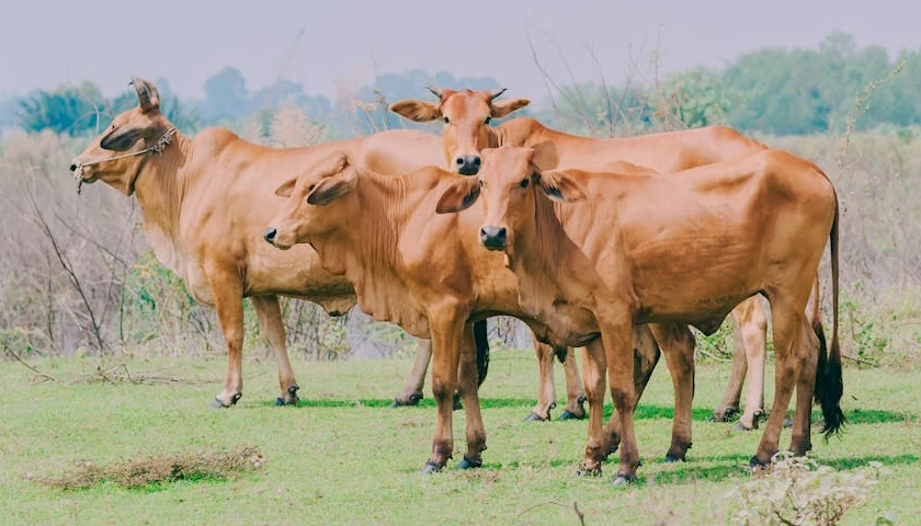 Trump Hits Cattle Ranchers amid Backlash over Argentine Beef Purchases