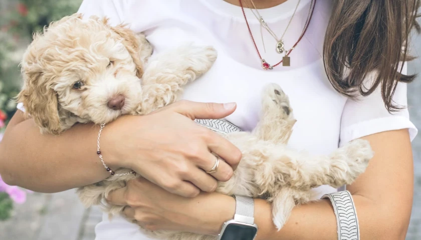dog mom