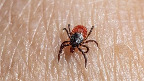 tick