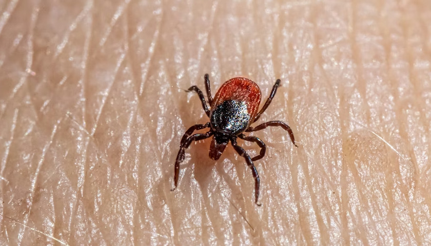 tick