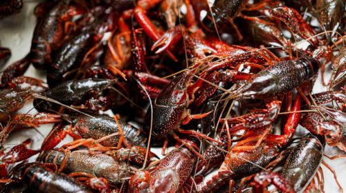 crayfish