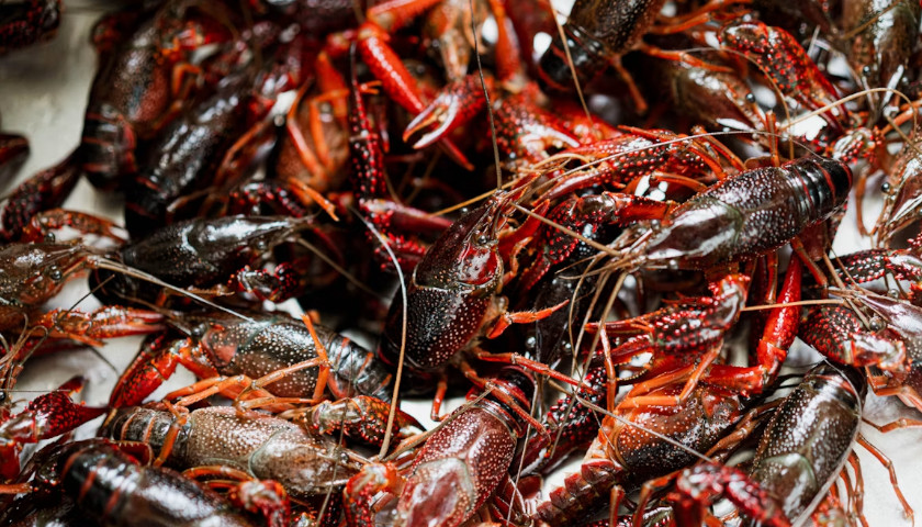 crayfish