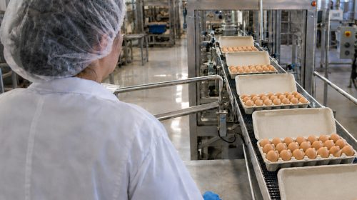 Egg Processing Plant
