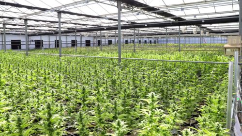 weed farm