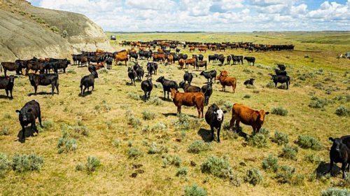 Cattle Ranch