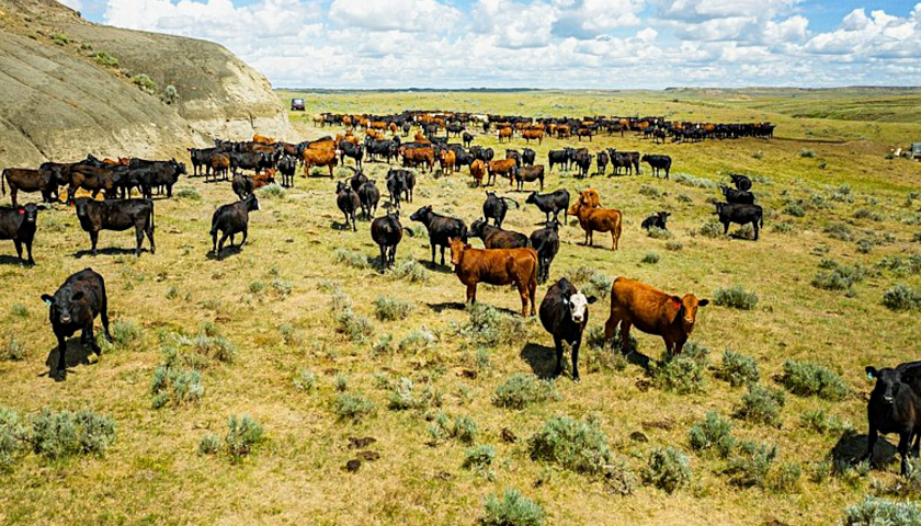 Cattle Ranch