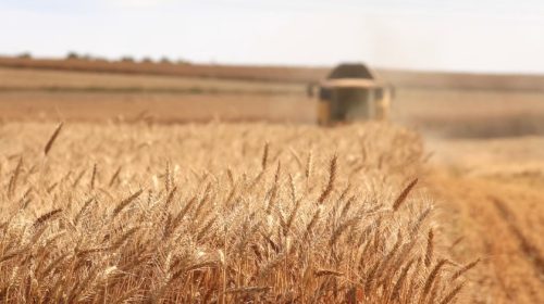 wheat farmer