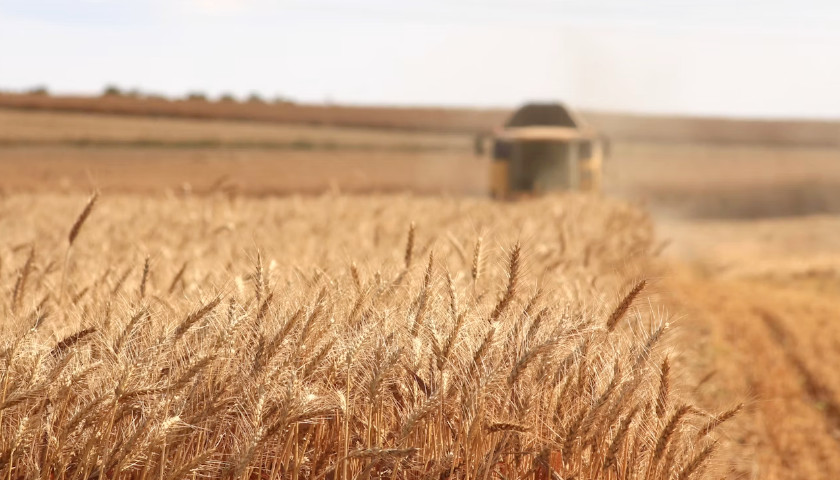 wheat farmer