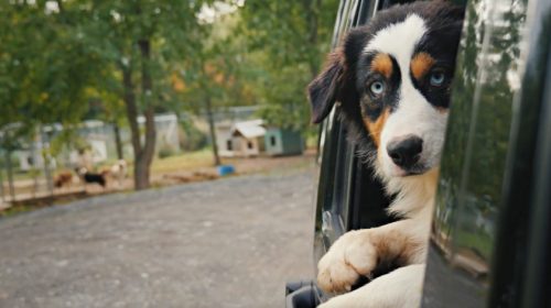 Rescue Lyfe