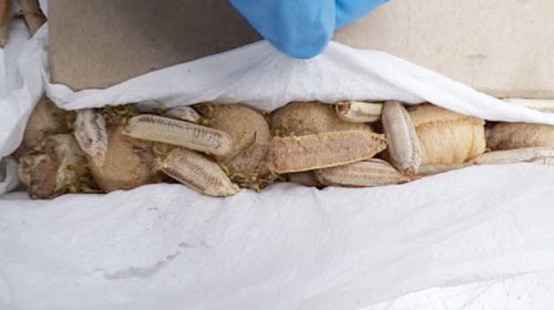mantis eggs