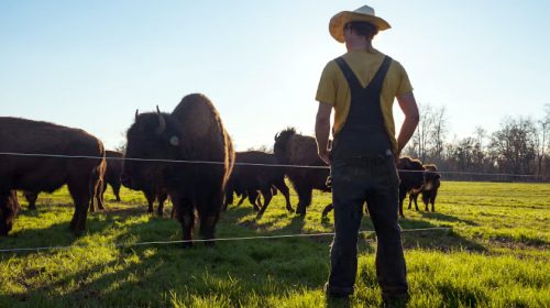 American farmer