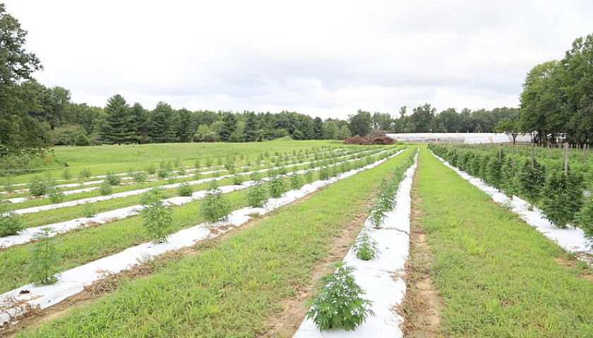 hemp farm